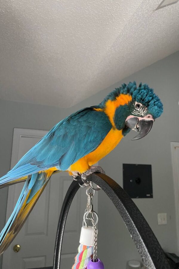 Leo Macaw Parrot
