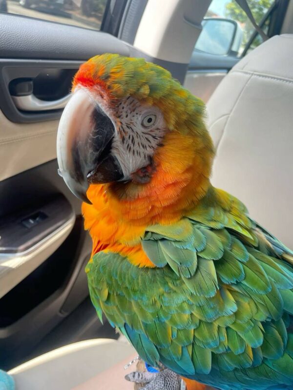 Lala Macaw Parrot