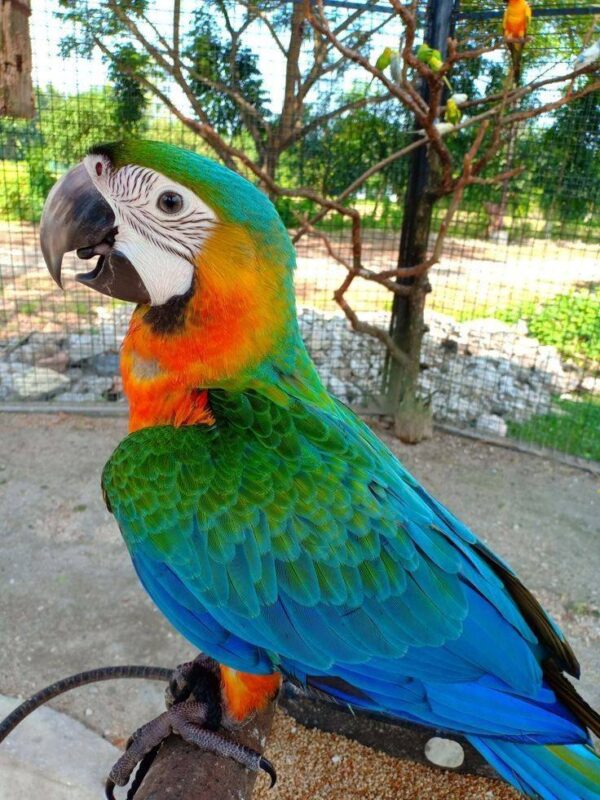 Rocky male Macaw Parrot