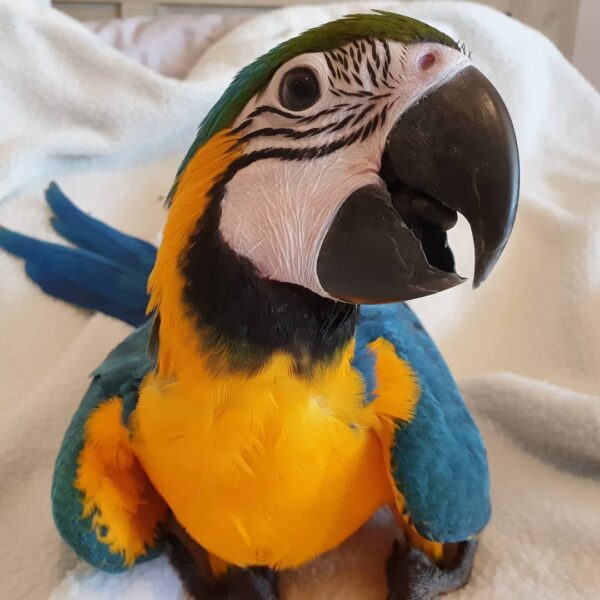 Bella female Macaw Parrot