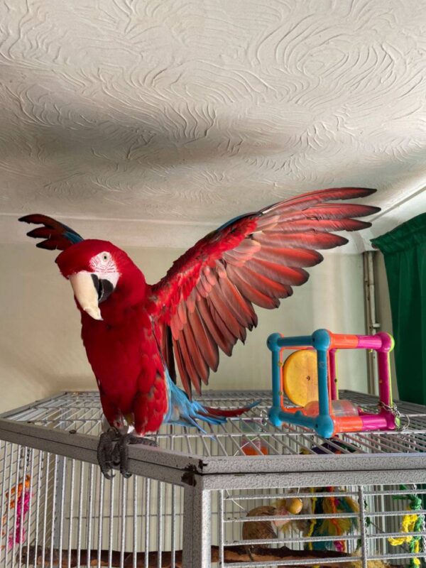 Phenix Male Macaw Parrot