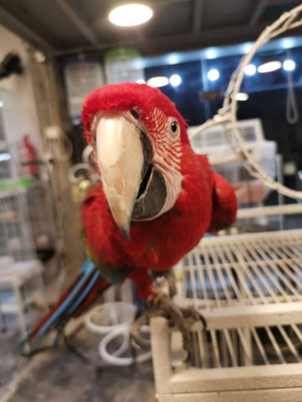 Stella Female Macaw Parrot