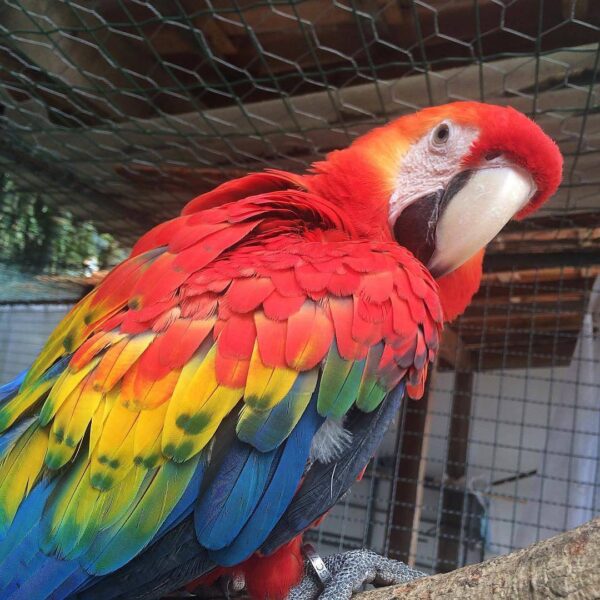 Rio male Macaw Parrot